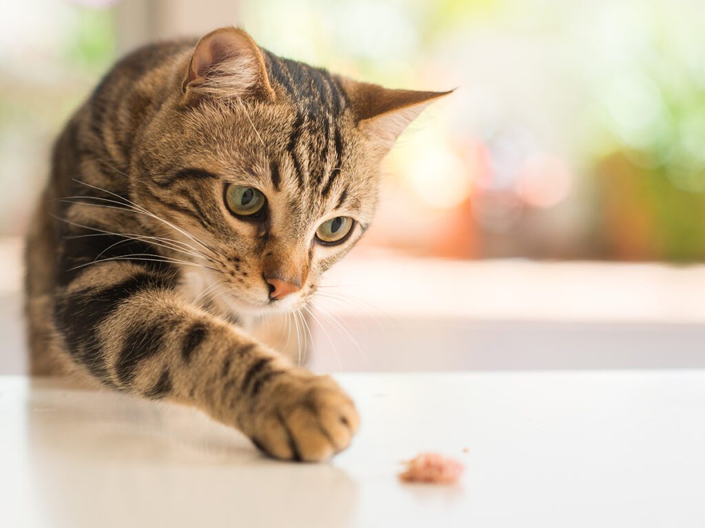 Lichaamstaal herkennen Kat